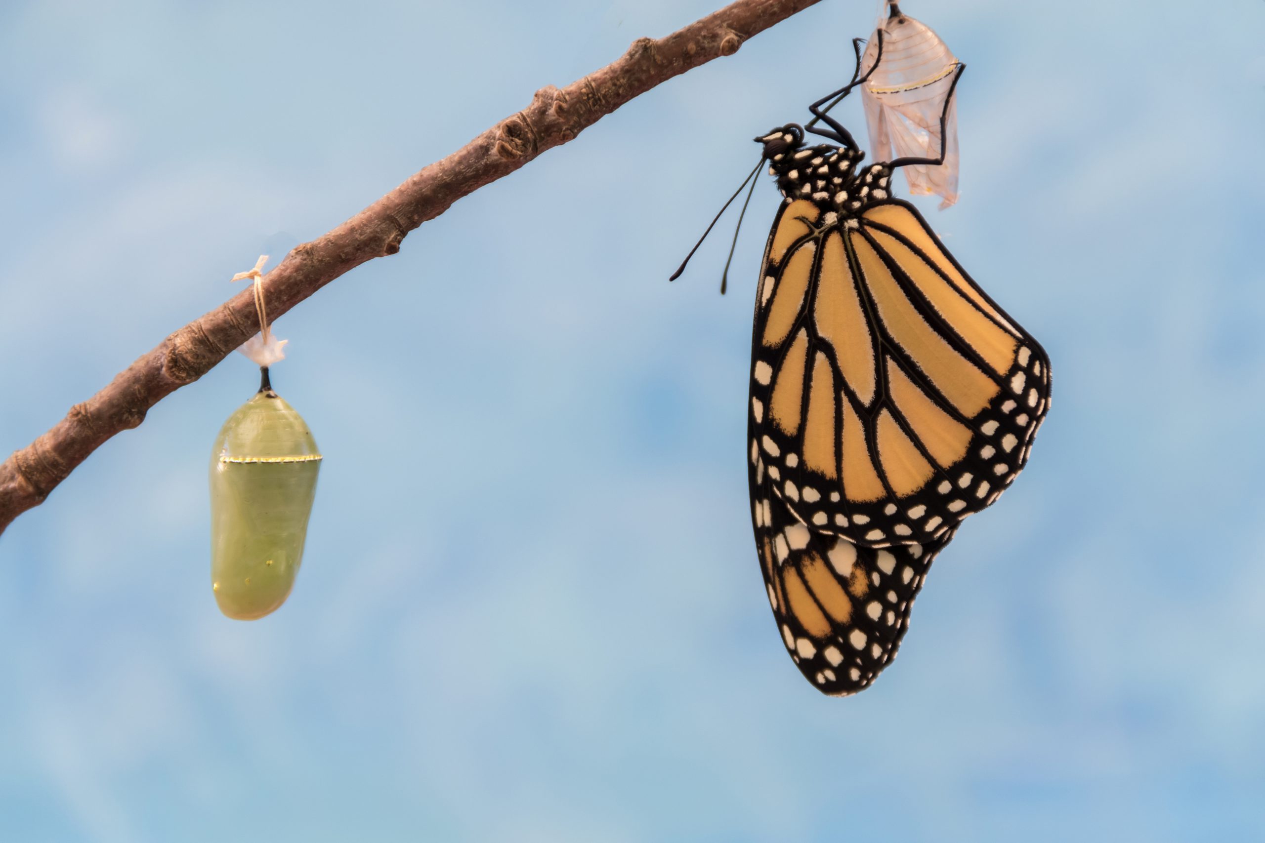 Monarch Butterfly emerges from Chrysalis dries wings blue background Monarch Butterfly emerges from Chrysalis dries wings blue background